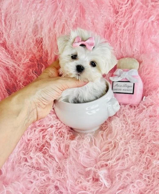 Teacup & Toy Maltese Puppies for Sale — Puppies And Cats